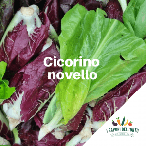 Scopri di più sull'articolo Il cicorino