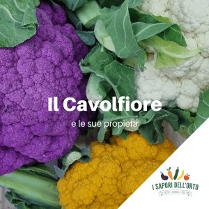 Scopri di più sull'articolo Il Cavolfiore