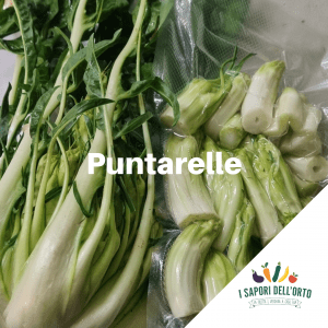 Scopri di più sull'articolo Puntarelle