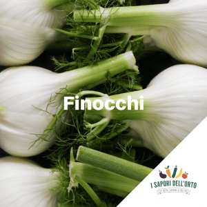 Scopri di più sull'articolo Finocchi